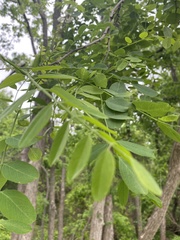 Robinia pseudoacacia