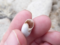 Sonorelix borregoensis