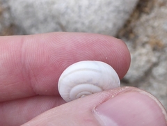 Sonorelix borregoensis