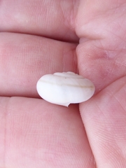 Sonorelix borregoensis