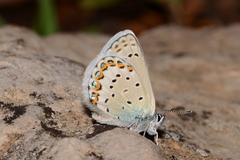Plebejus idas longinus