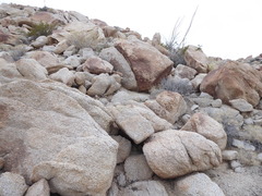 Sonorelix borregoensis