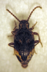 Ptinus maorianus