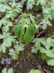 Trillium cernuum