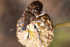 Leucomigus tesselatus