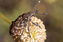 Leucomigus tesselatus