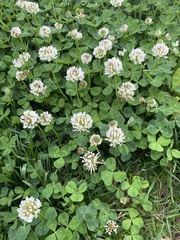 Trifolium repens