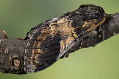 Notodonta tritophus