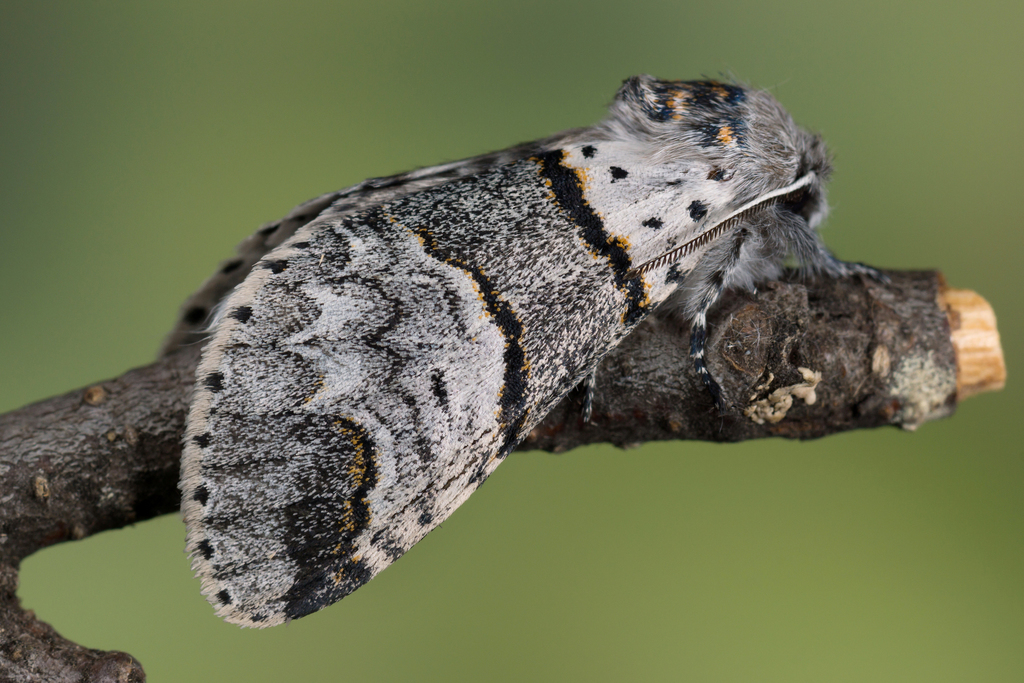 Poplar Kitten