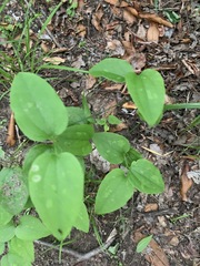 Smilax tamnoides