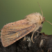 Small Wainscot - Photo (c) Nikolai Vladimirov, some rights reserved (CC BY-NC), uploaded by Nikolai Vladimirov