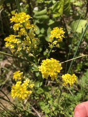 Barbarea vulgaris