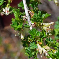 Ribes leptanthum