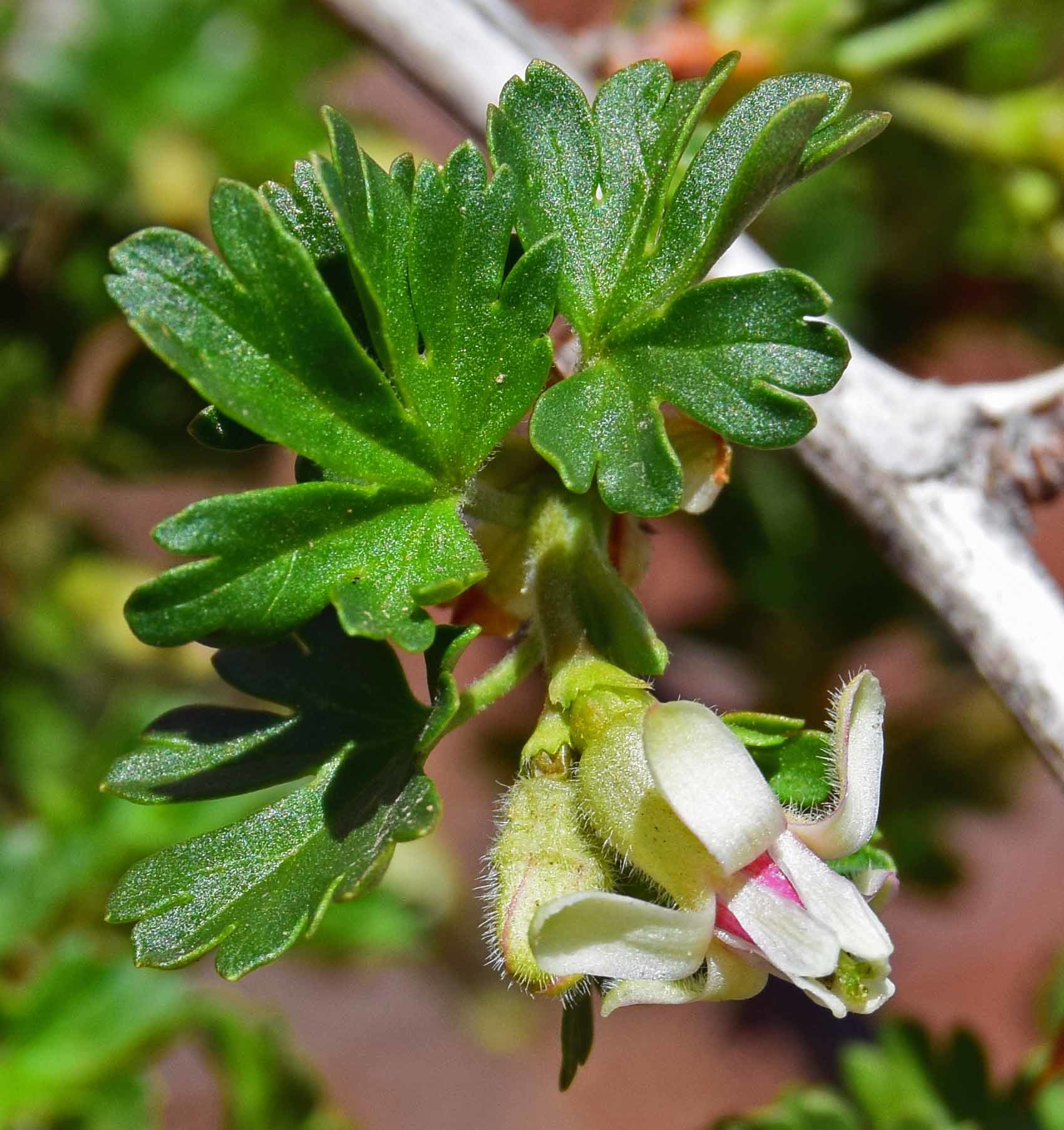 Ribes leptanthum