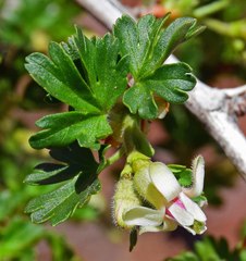 Ribes leptanthum