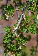 Ribes leptanthum