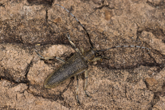 Saperda carcharias