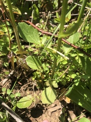 Barbarea vulgaris