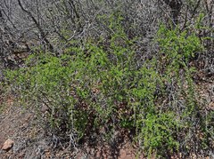 Ribes leptanthum