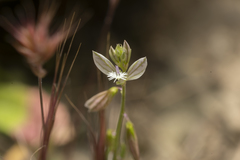 Polygala monspeliaca