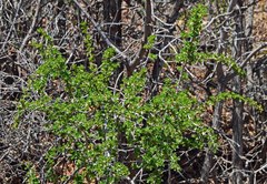Ribes leptanthum