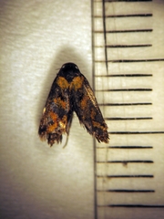 Tingena compsogramma