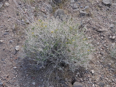 Amphipappus fremontii