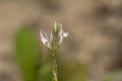 Polygala monspeliaca