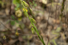 Polygala monspeliaca