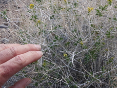 Amphipappus fremontii