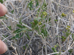 Amphipappus fremontii