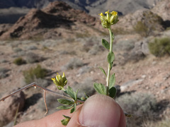 Amphipappus fremontii