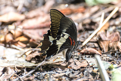 Papilio diophantus