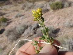 Amphipappus fremontii