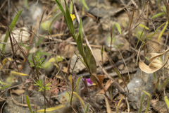 Polygala monspeliaca