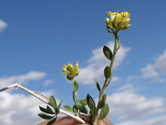 Amphipappus fremontii