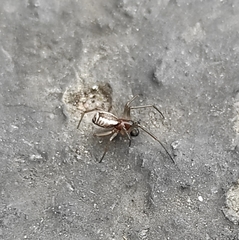 Frontinellina frutetorum
