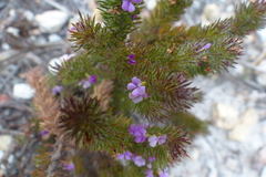 Muraltia ciliaris