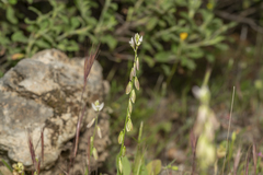 Polygala monspeliaca