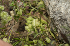 Valerianella vesicaria