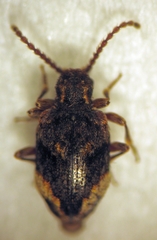 Ptinus maorianus