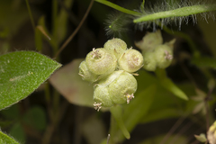Valerianella vesicaria
