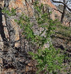 Ribes leptanthum
