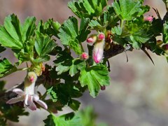 Ribes leptanthum