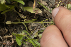 Valerianella vesicaria