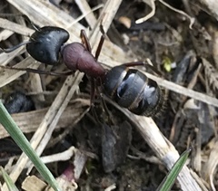 Camponotus novaeboracensis
