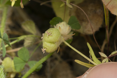 Valerianella vesicaria