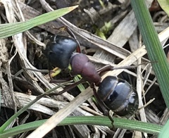 Camponotus novaeboracensis
