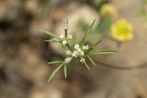 Daucus involucratus