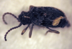 Ptinus maorianus